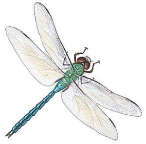 dragonfly-info0-1